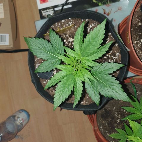 Epsilon growlog timeline photo