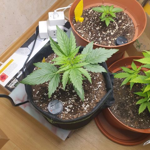 Epsilon growlog timeline photo