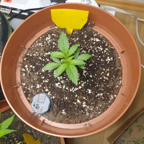 Wedding Cake growlog timeline photo