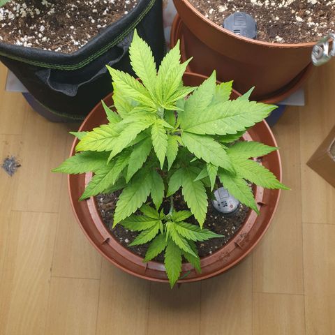 Geile Geli growlog timeline photo