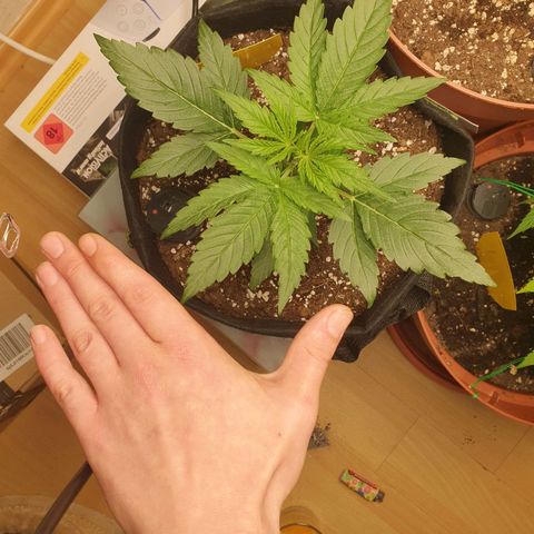 Epsilon growlog timeline photo