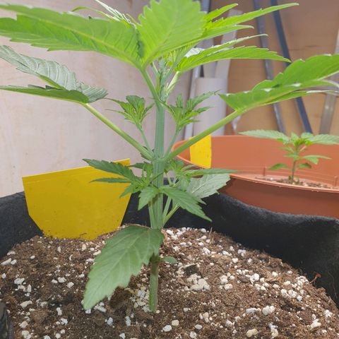 Epsilon growlog timeline photo