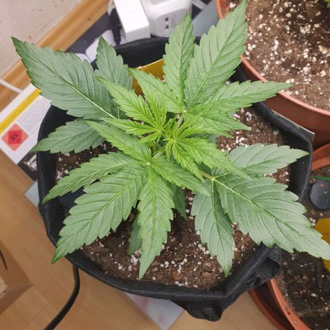 Epsilon growlog timeline photo