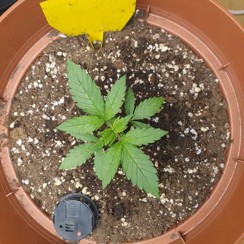Wedding Cake growlog timeline photo