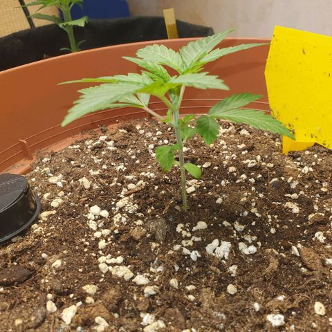 Wedding Cake growlog timeline photo