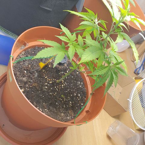 Geile Geli growlog timeline photo