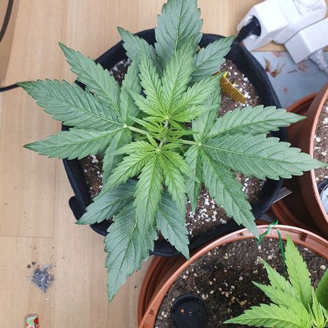 Epsilon growlog timeline photo