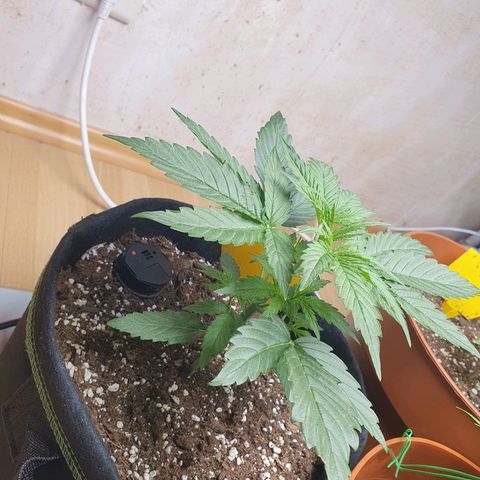 Epsilon growlog timeline photo