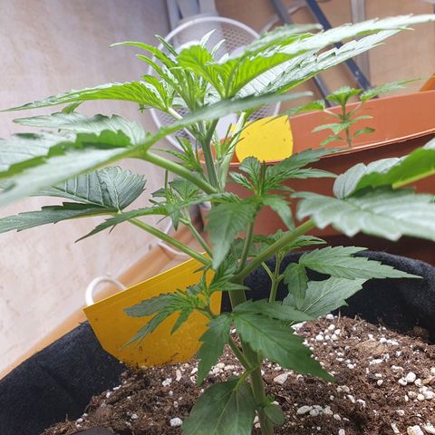 Epsilon growlog timeline photo