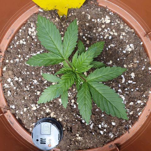 Wedding Cake growlog timeline photo