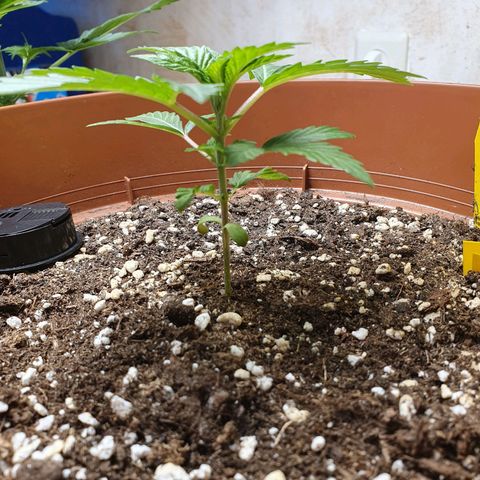 Wedding Cake growlog timeline photo