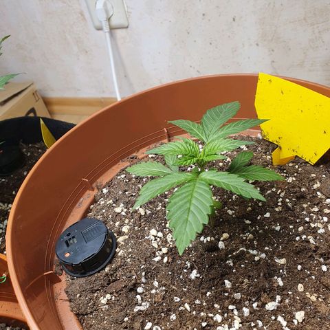 Wedding Cake growlog timeline photo