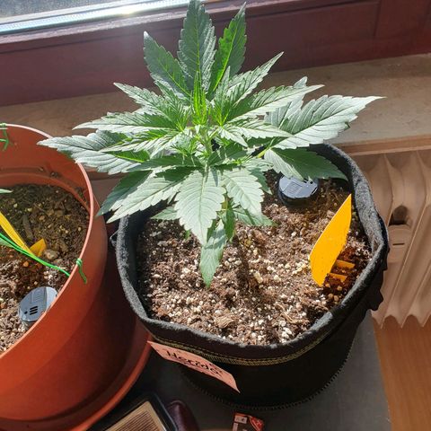 Epsilon growlog timeline photo