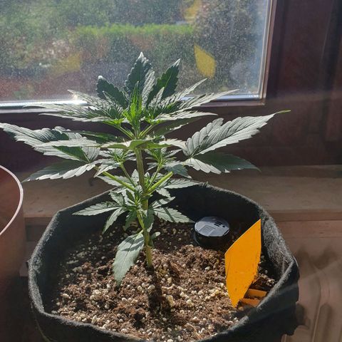 Epsilon growlog timeline photo