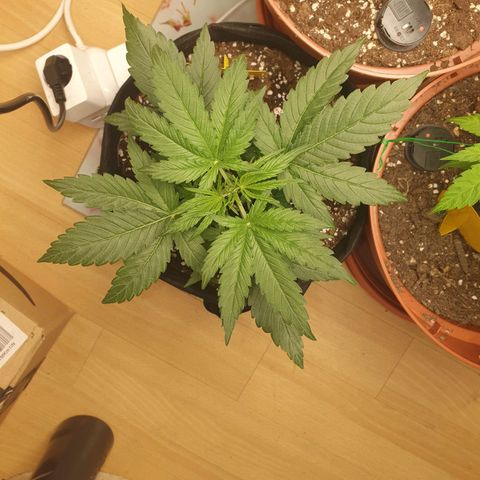Epsilon growlog timeline photo