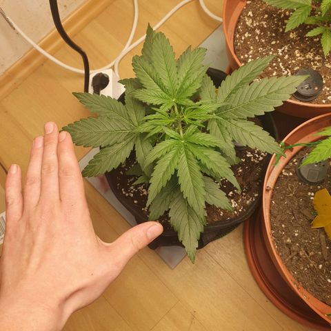 Epsilon growlog timeline photo