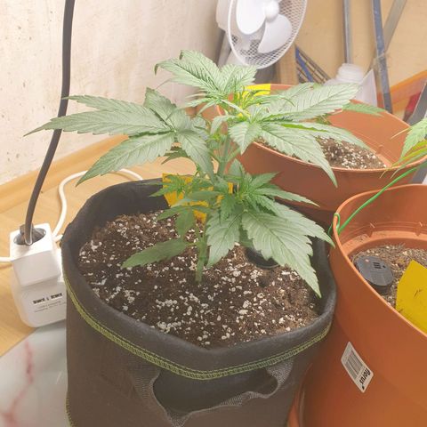 Epsilon growlog timeline photo