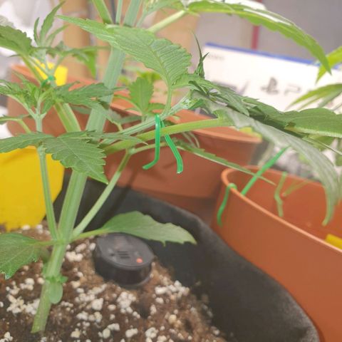Epsilon growlog timeline photo