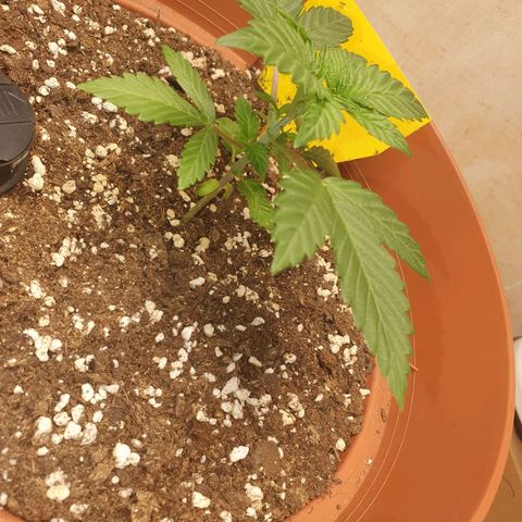 Wedding Cake growlog timeline photo