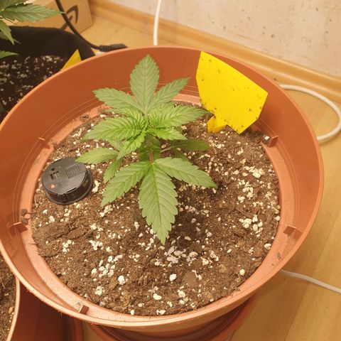 Wedding Cake growlog timeline photo