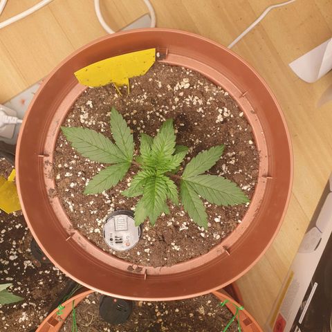 Wedding Cake growlog timeline photo