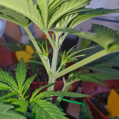 Epsilon growlog photo: 23 Tag und die Härchen kommen 🤪🥳
