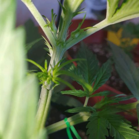 Epsilon growlog photo: 23 Tag und die Härchen kommen 🤪🥳