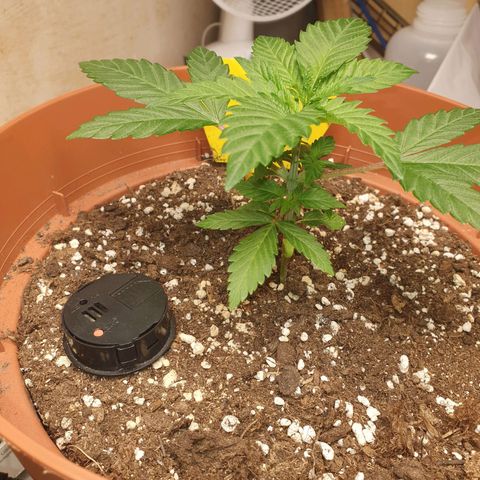Wedding Cake growlog timeline photo