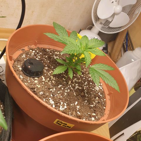 Wedding Cake growlog timeline photo