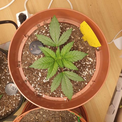Wedding Cake growlog timeline photo