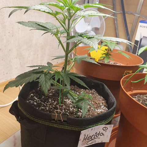 Epsilon growlog timeline photo