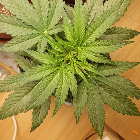 Epsilon growlog timeline photo