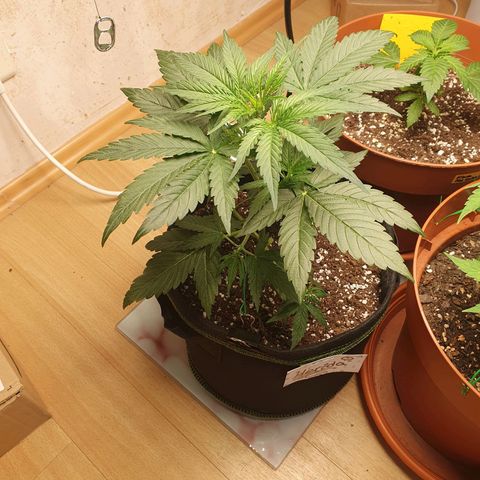 Epsilon growlog timeline photo