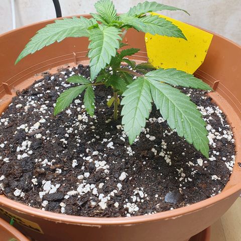 Wedding Cake growlog timeline photo