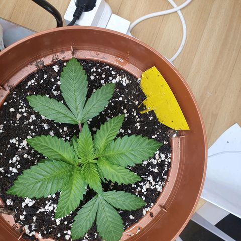 Wedding Cake growlog timeline photo