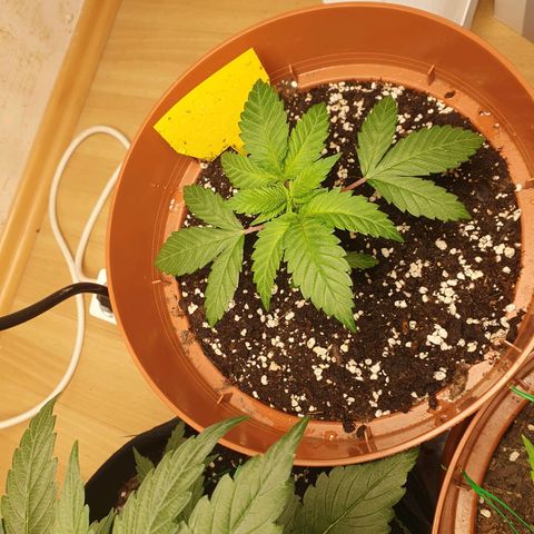 Wedding Cake growlog timeline photo