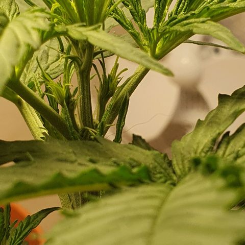 Epsilon growlog timeline photo