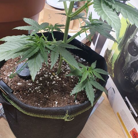Epsilon growlog timeline photo