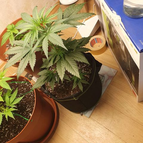 Epsilon growlog timeline photo
