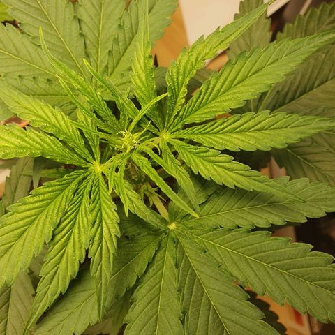 Epsilon growlog timeline photo