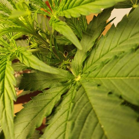 Epsilon growlog timeline photo