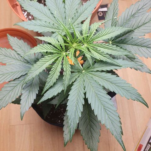 Epsilon growlog timeline photo