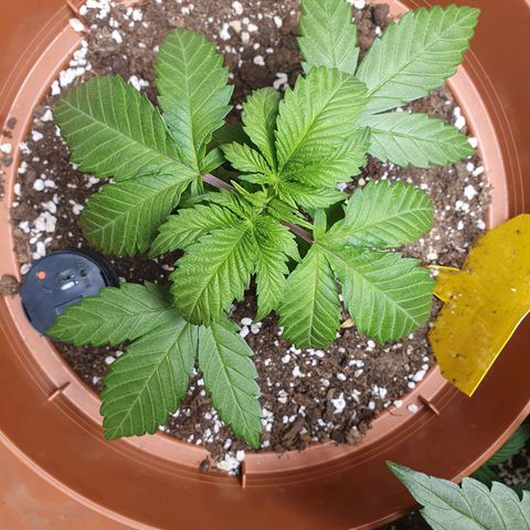 Wedding Cake growlog timeline photo