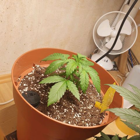 Wedding Cake growlog timeline photo