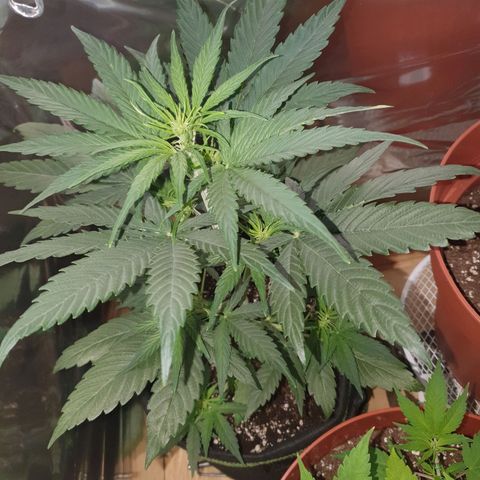 Epsilon growlog timeline photo