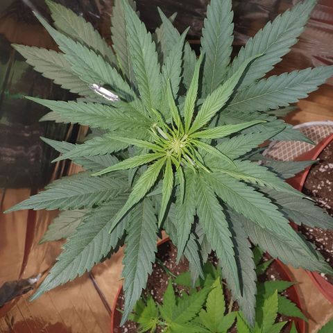 Epsilon growlog timeline photo