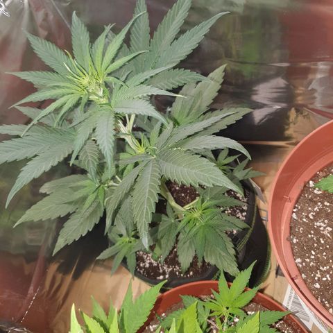 Epsilon growlog timeline photo