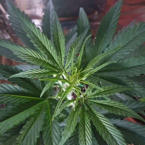 Epsilon growlog timeline photo