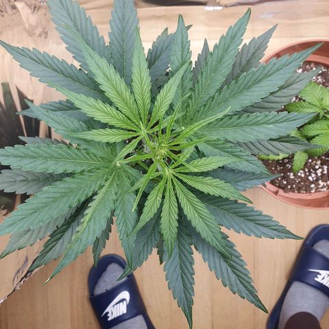 Epsilon growlog timeline photo