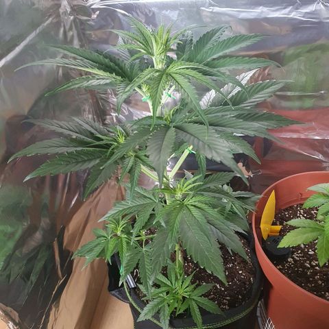 Epsilon growlog timeline photo
